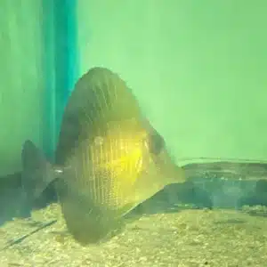 Tang Scopus