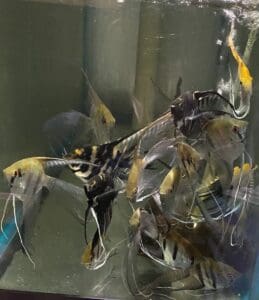 Angelfish Mixed Veiled