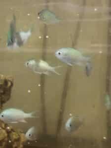 Chromis Green