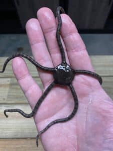 Starfish Serpent