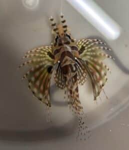 lionfish dwarf