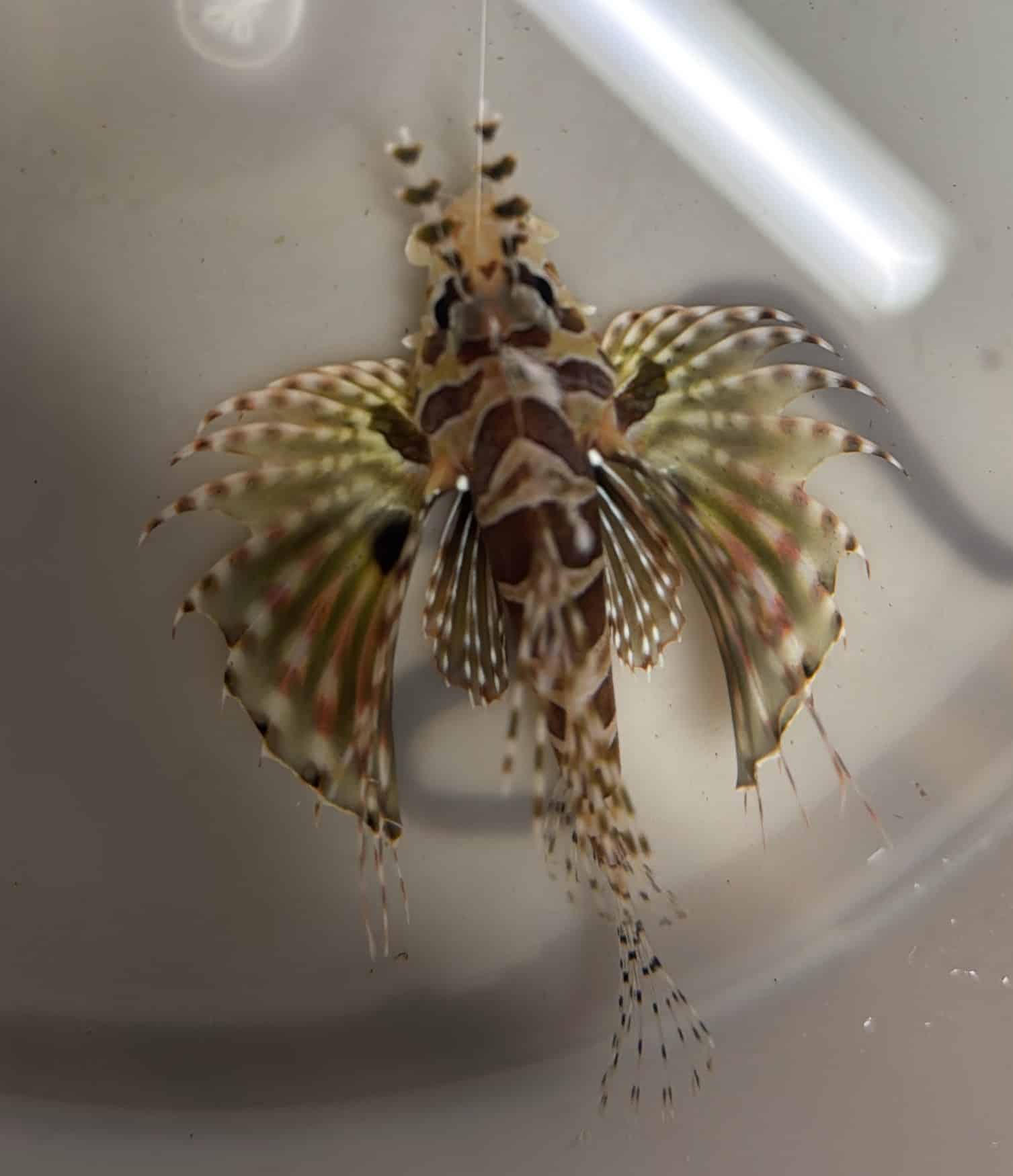 lionfish dwarf