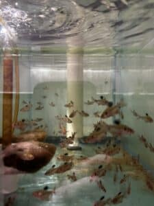 Tetra Serpae Hifin