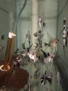 Angelfish Panda