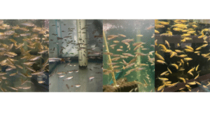 Danio Category