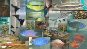 Freshwater Fish Category