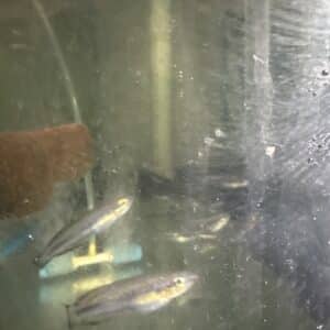 Rainbowfish Madagascar