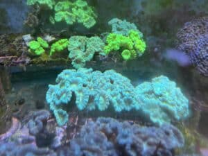 Caulastrea Trumpet Green
