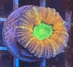 Coral Lobo Ultra 1