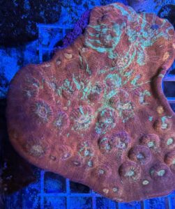 Coral Colony Chalice Ultra CRV1