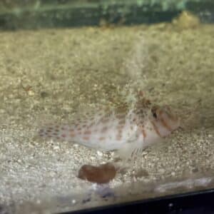 Hawkfish Falco cirrhitichthys saltwater reef fish 2