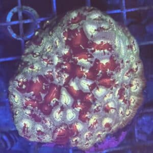 Coral Colony LPS Favia Ultra CRR2-R9-A2 WYSIWYG Saltwater Reef