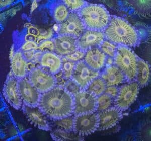 Coral Colony Soft Zoanthid Ultra CMT11-R11-ALL