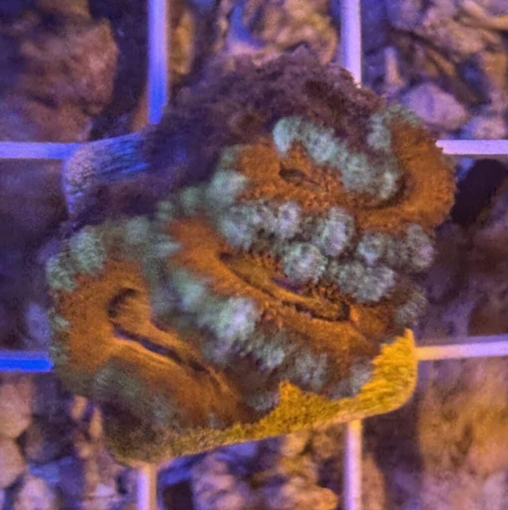 Coral Frag LPS Acanthastrea CRV-R8-B1 Saltwater Reef
