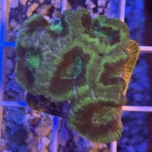 Coral Frag LPS Acanthastrea CRV-R8-C1 Saltwater Reef