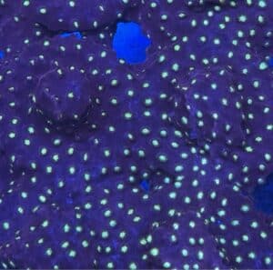 Coral Frag SPS Cyphastrea Purple Yellow Polyp Saltwater Reef