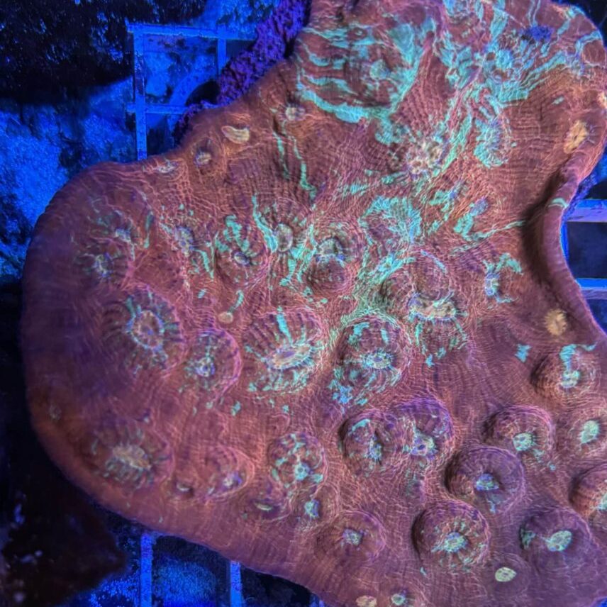 Coral Colony Chalice Ultra CRV1
