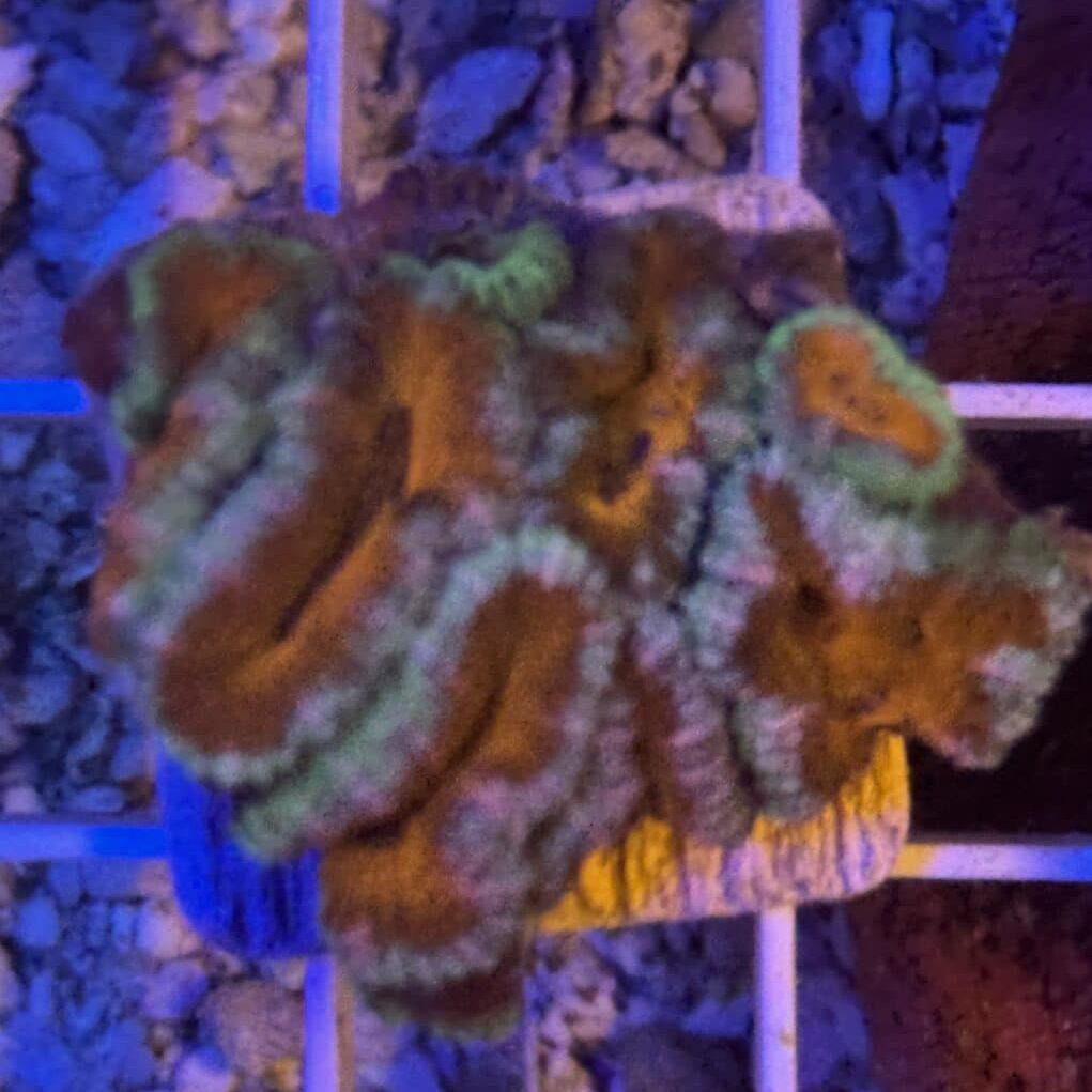 Coral Frag LPS Acanthastrea CRV-R8-C2 Saltwater Reef