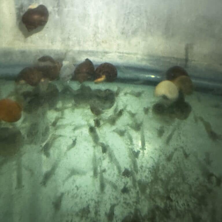 Ghost shrimp
