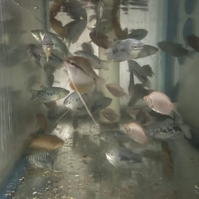 Gourami Mix
