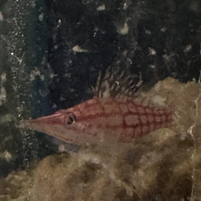 Hawkfish Long nose