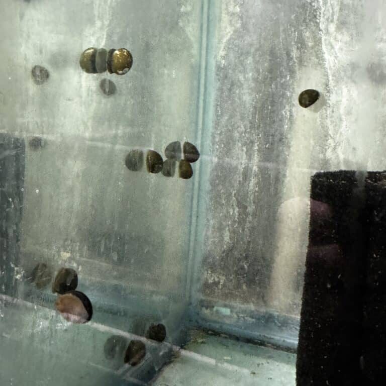 Snail Nerite FW