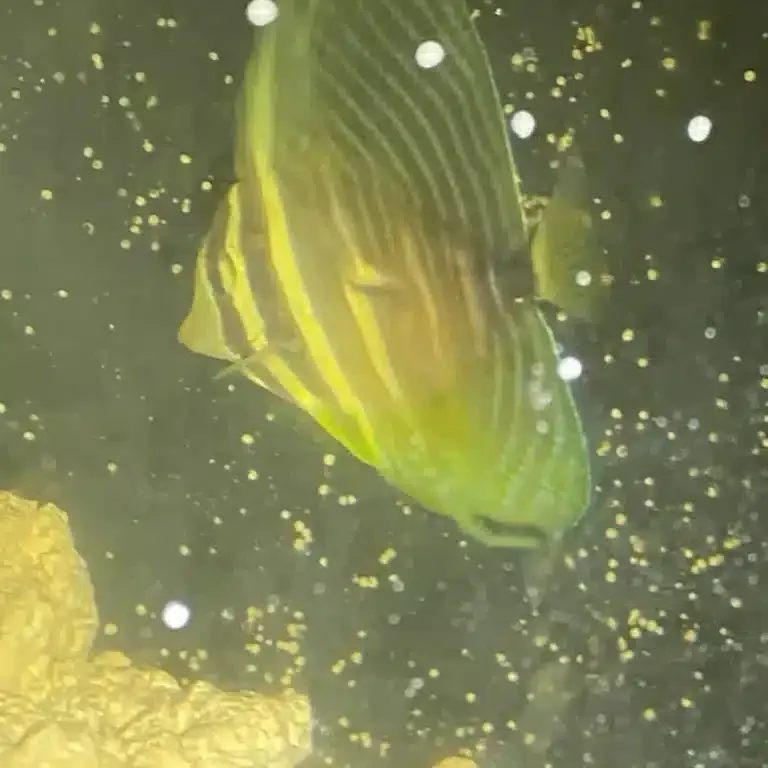 Tang Sailfin Veliferum